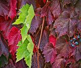 Autumn Vine_17948
